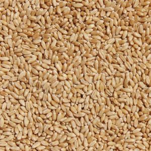 Durum Wheat Seeds