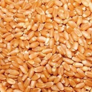 Organic Natural Wheat