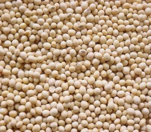 Raw Soybean