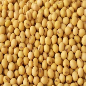 Yellow Whole Soya Beans