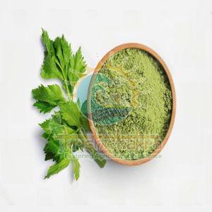 Dehydrated Coriander Leaves Powder
