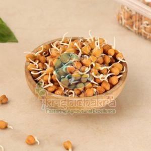Dried Chana Sprouts