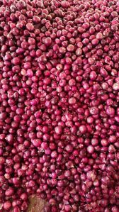 A Grade Red Onion