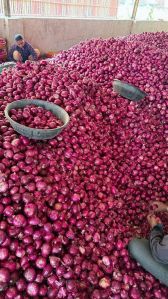 A Grade Red Onion