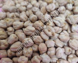 Premium Grade White Chickpeas