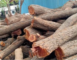 Babool Wood Logs