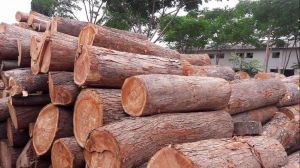 Neem Wood Logs