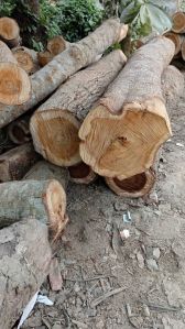 Subabul Wood Logs
