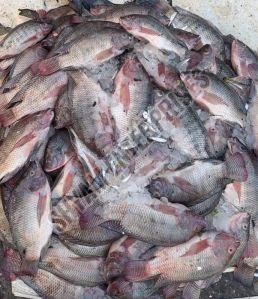Fresh Rohu Fish