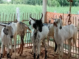Live Sirohi Goat