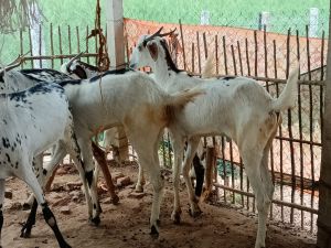 Live Sirohi Goat
