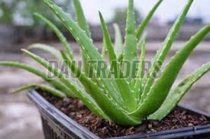 Natural Aloe Vera Leaf
