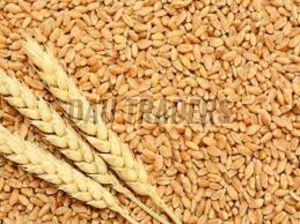 Wheat Grain