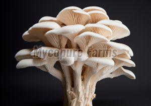 Fresh Oyster Mushroom