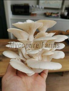 White Oyster Mushroom