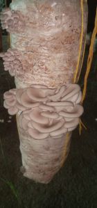 Fresh Oyster Mushroom