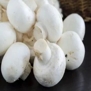 White Button Mushroom