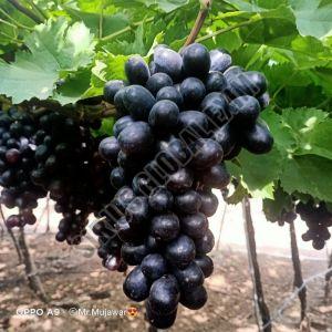 A Grade Jumbo Black Grapes