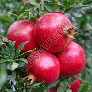 Farm Fresh Pomegranate