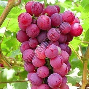 Fresh Crimson Red Grapes