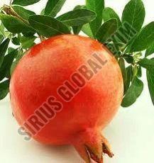 Fresh Super Bhagwa Pomegranate