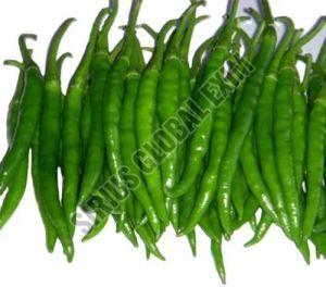 G4 Hybrid Green Chilli