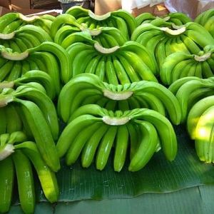 Fresh Green G9 Banana