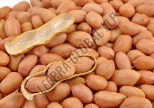 Bold Groundnut Seeds