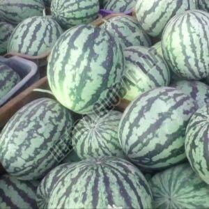 Fresh Hybrid Watermelon