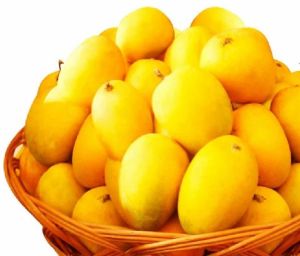 Fresh Yellow Alphonso Mango