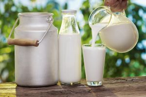 Fresh HF Cow Milk