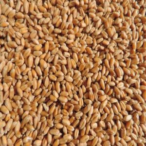 1544 Wheat Seeds