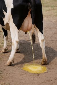 Cow Urine