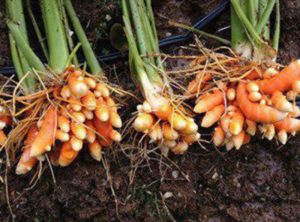 Fresh Raw Turmeric Root