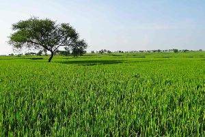 Agriculture Land for Sale