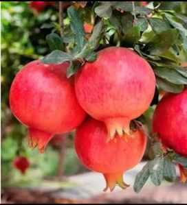 Pomegranate