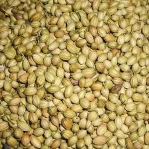 a Grade Coriander Seeds