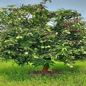 A Grade Green Malda Mango