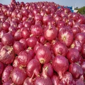 45 Mm Fresh Red Onion