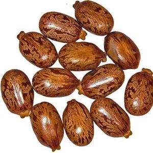 Hybrid Castor Seeds