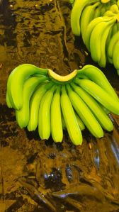 Cavendish Green Banana