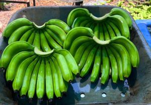 Fresh G9 Green Banana