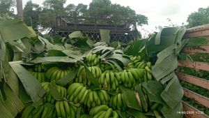 Fresh Cavendish Bananas