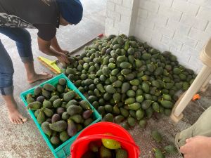 South African Maluma Avocado