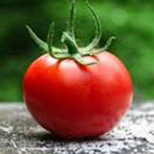 Tomato