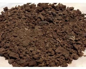 cow dung manure