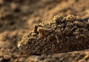 cow dung manure