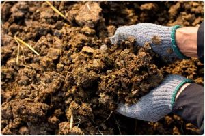 cow dung manure