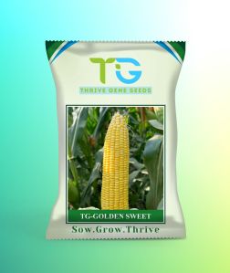 Hybrid Sweet Corn Seeds TG-Golden Sweet