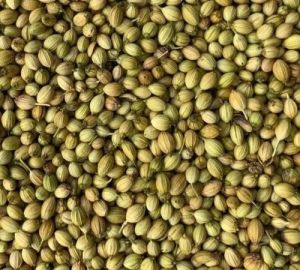 Scooter Grade Coriander Seeds